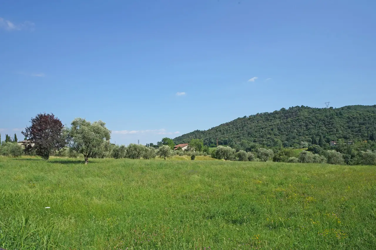 Terreno erboso con alberi e collina sullo sfondo