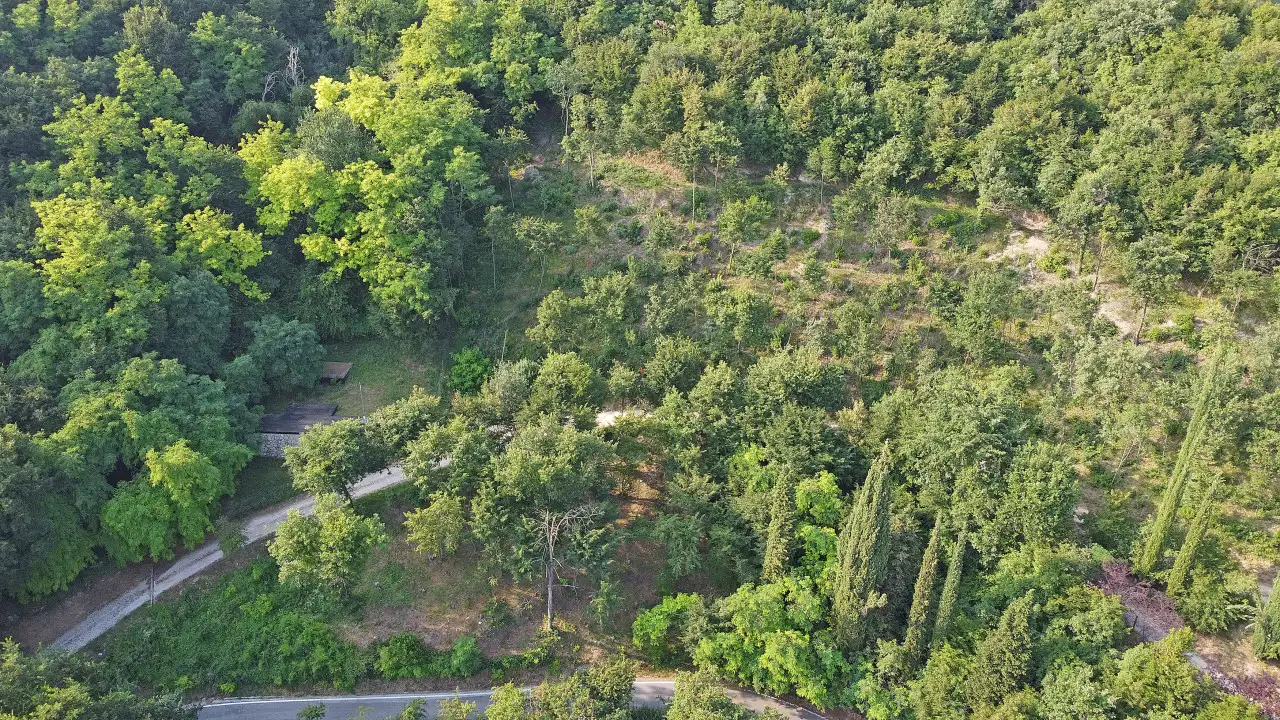 Land with trees and vegetation seen from above